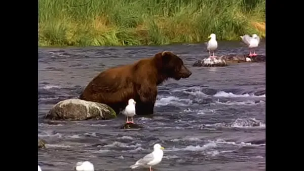 Bear Phim thú vị mới